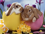 Sfondi di Pasqua